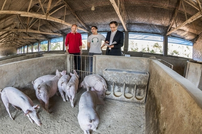 金融为恢复生猪生产助力