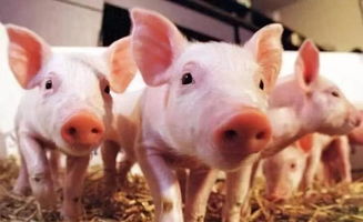 多项利好政策促生猪产业康复,养殖户信心倍增
